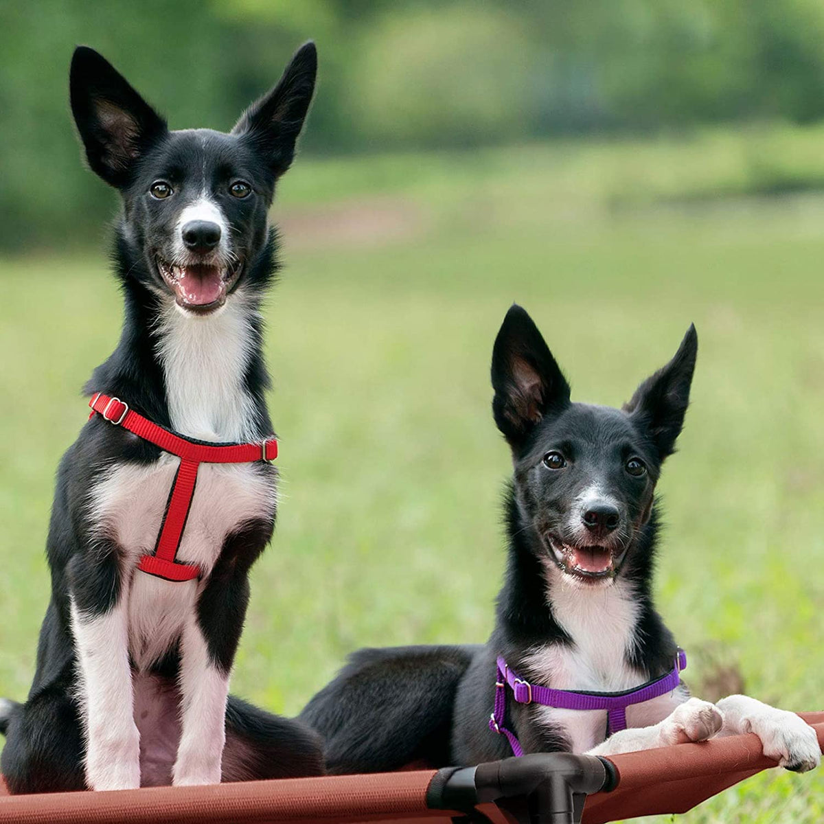 Outdoor Elevated Dog Bed Large Sized Dogs, Cooling Raised Dog Cots